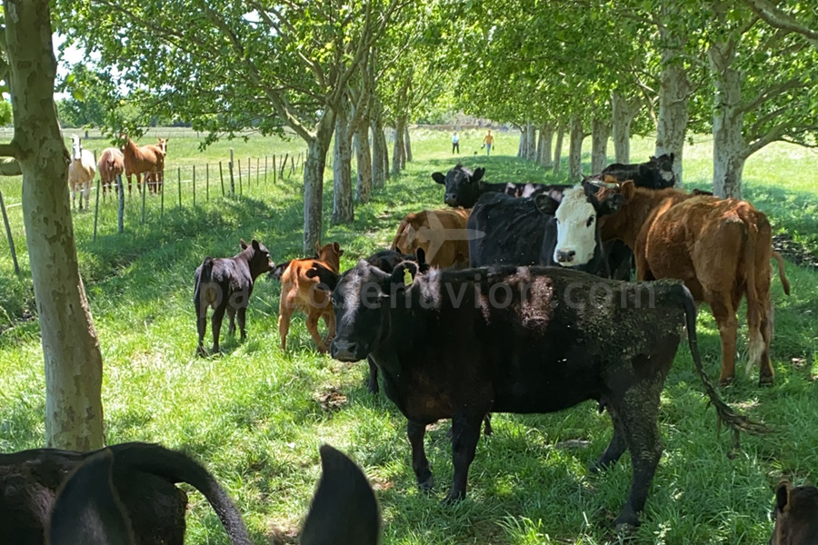 Cattle at Estancia La Bandada